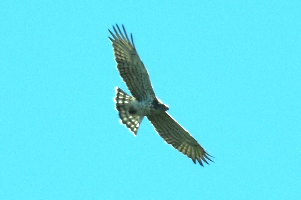 Short-toed Snake-Eagle - ML624247369