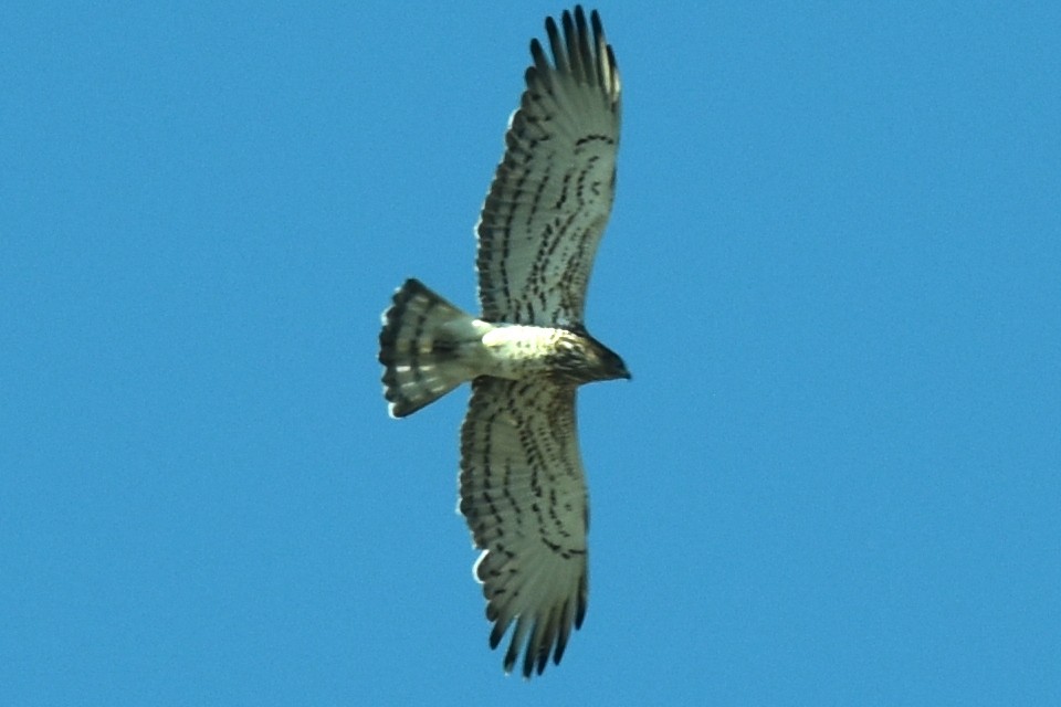 Short-toed Snake-Eagle - Blair Whyte