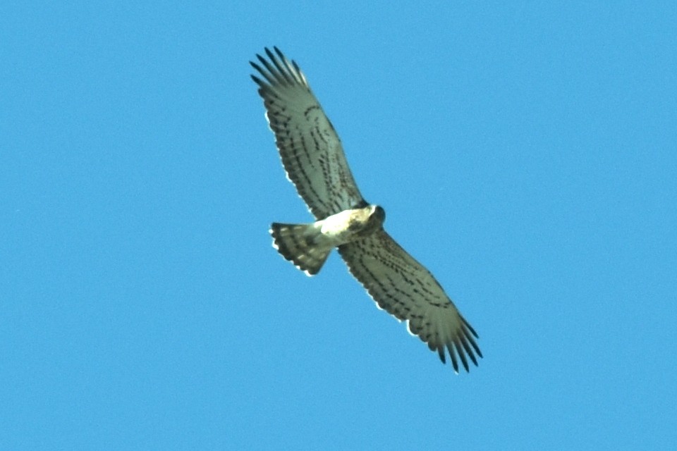 חיוויאי הנחשים - ML624247371