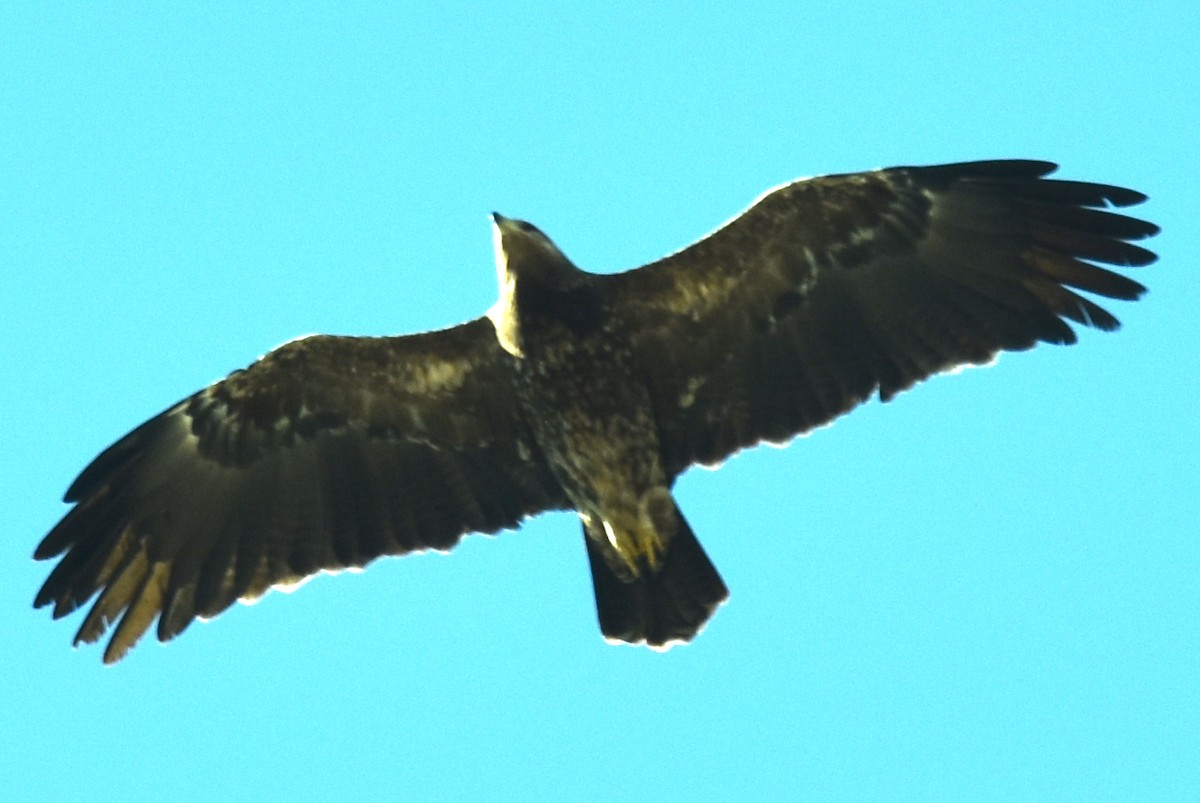 Lesser Spotted Eagle - ML624247372