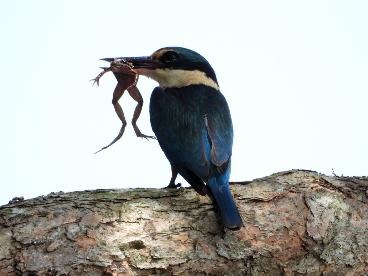 Forest Kingfisher - Leah Drummond