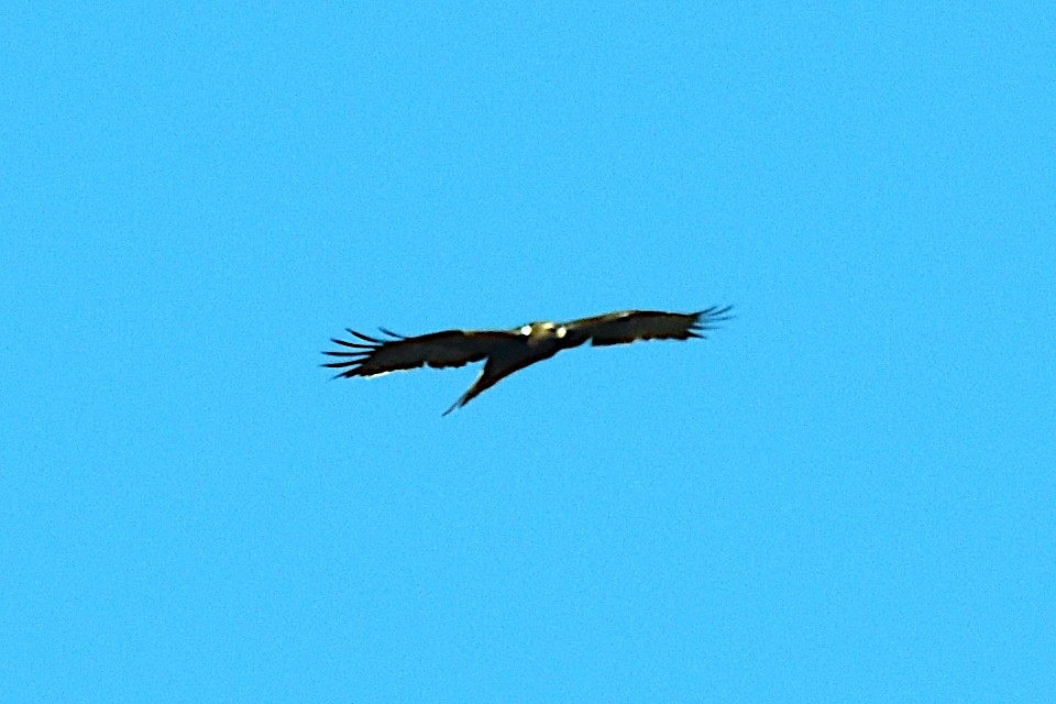 Booted Eagle - ML624247374