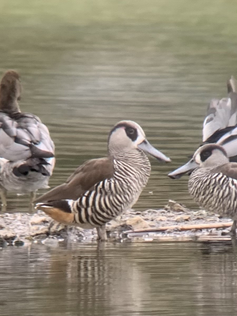 Pink-eared Duck - ML624247375