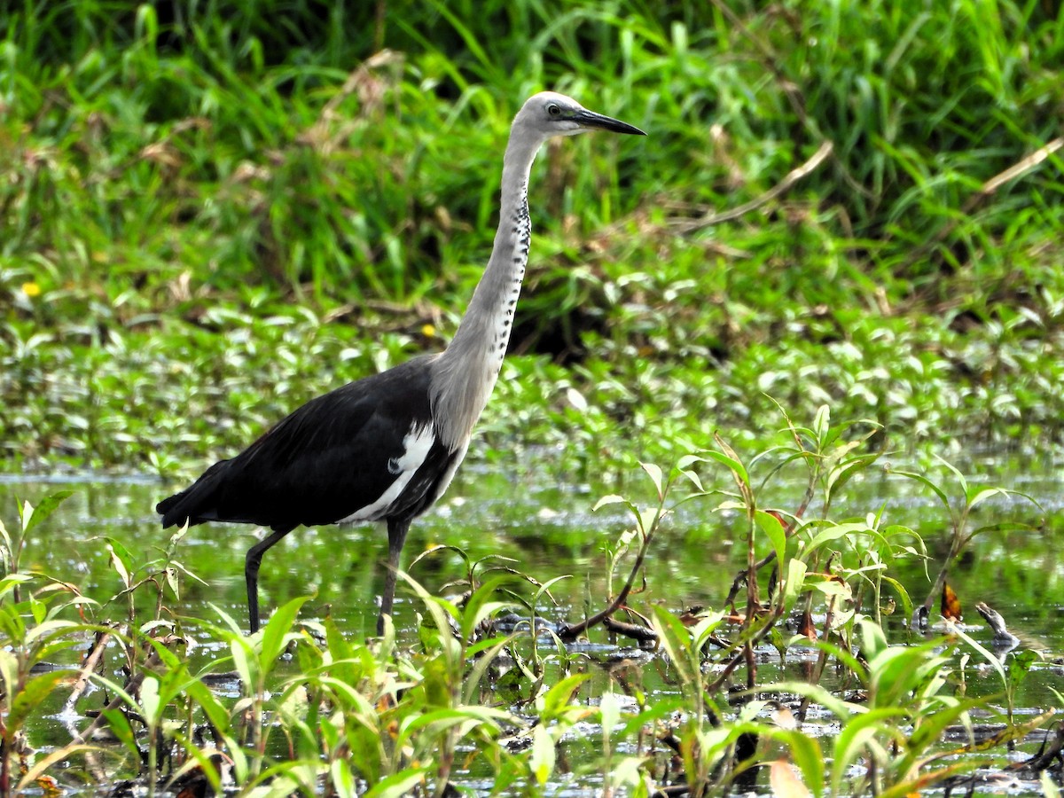 Pacific Heron - ML624247379