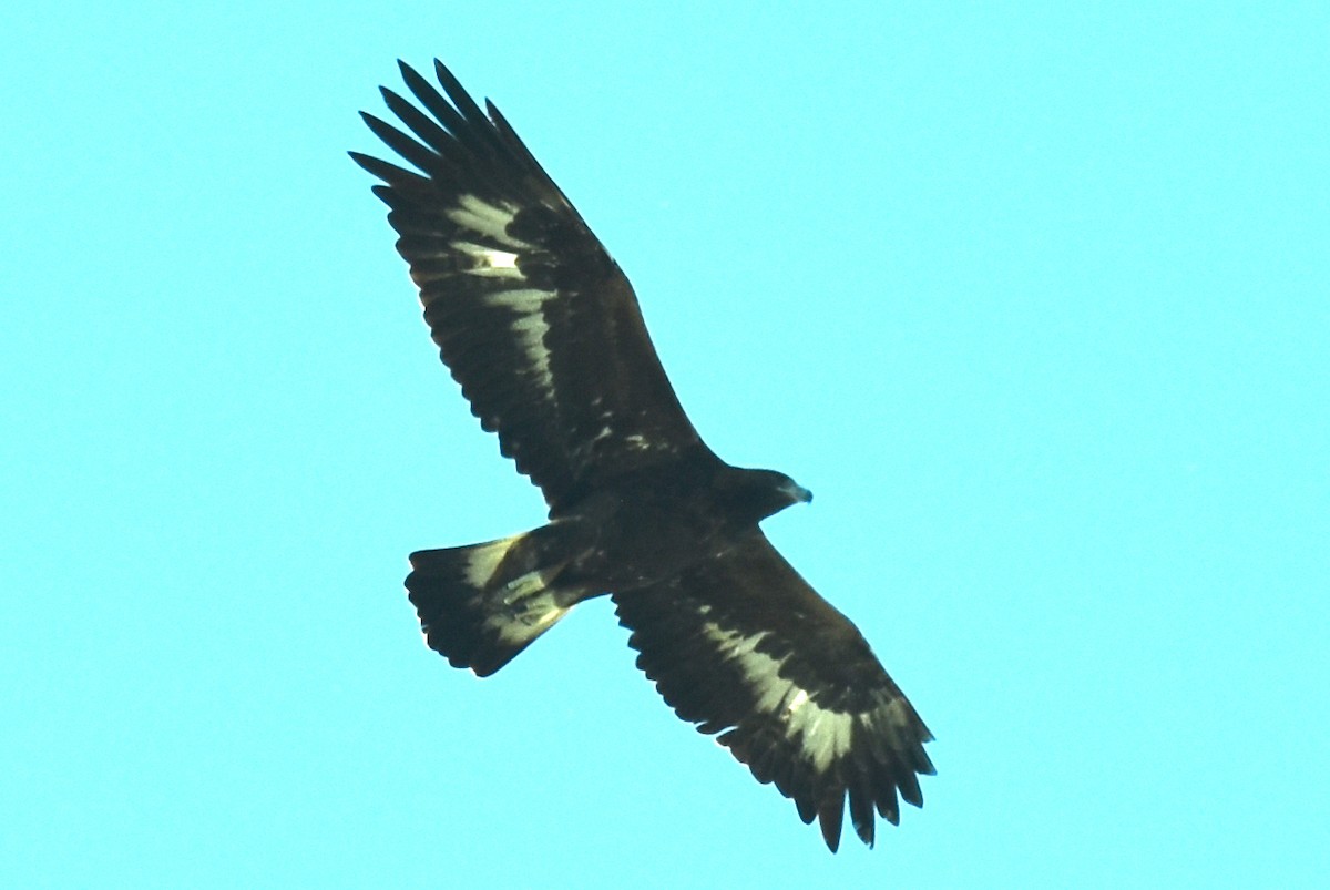 Golden Eagle - ML624247381