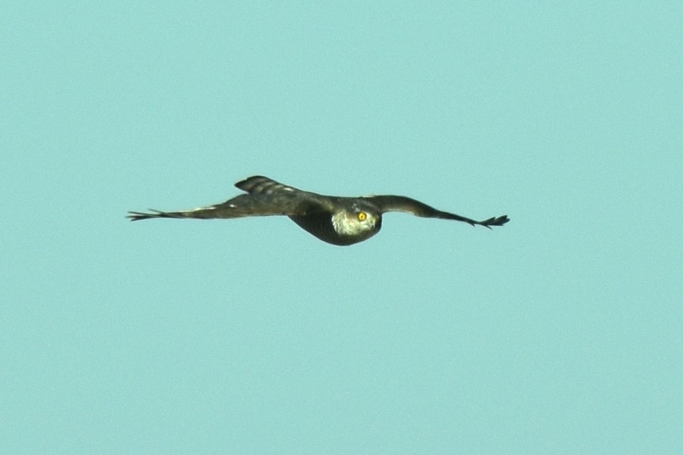 Eurasian Sparrowhawk - ML624247383