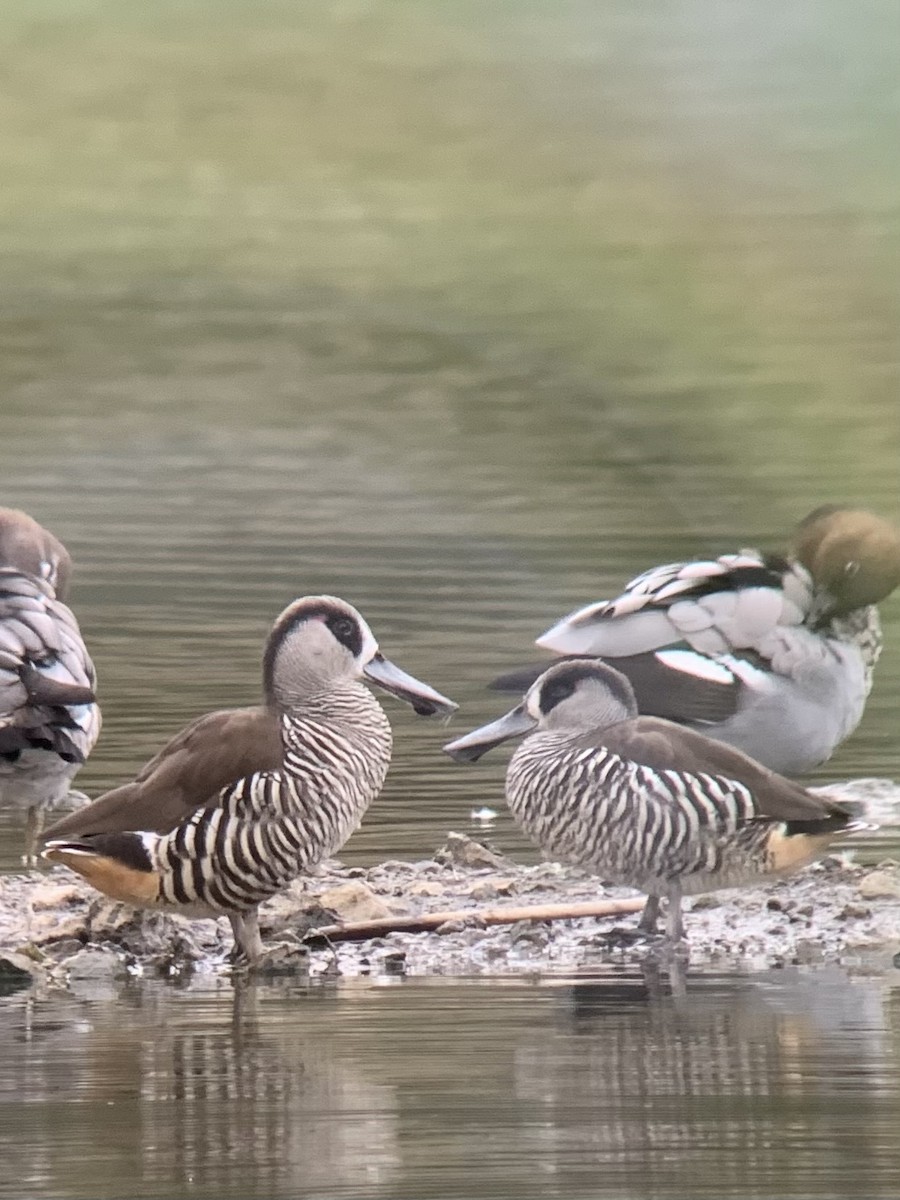 Pink-eared Duck - ML624247384