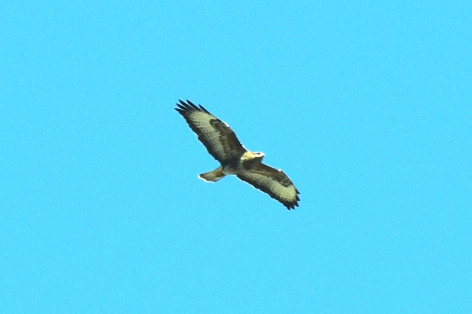 Common Buzzard - ML624247385