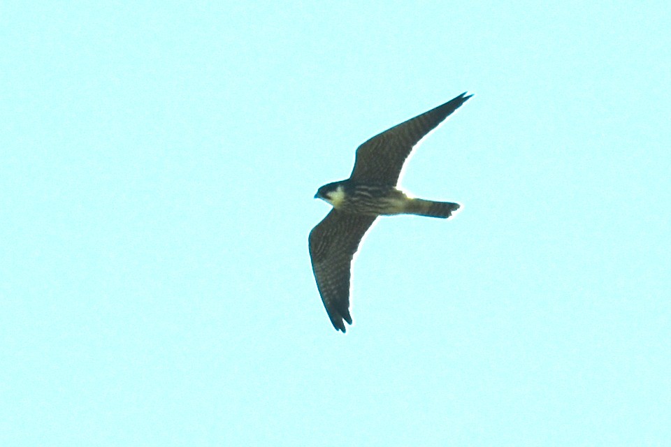 Eurasian Hobby - ML624247386