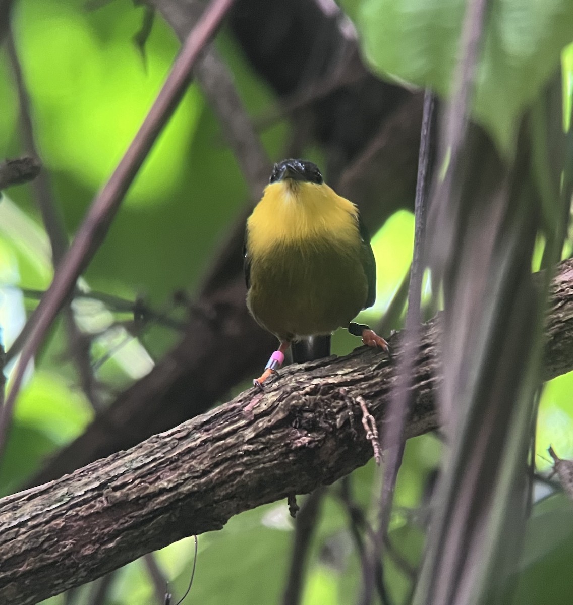 Golden-collared Manakin - ML624247392