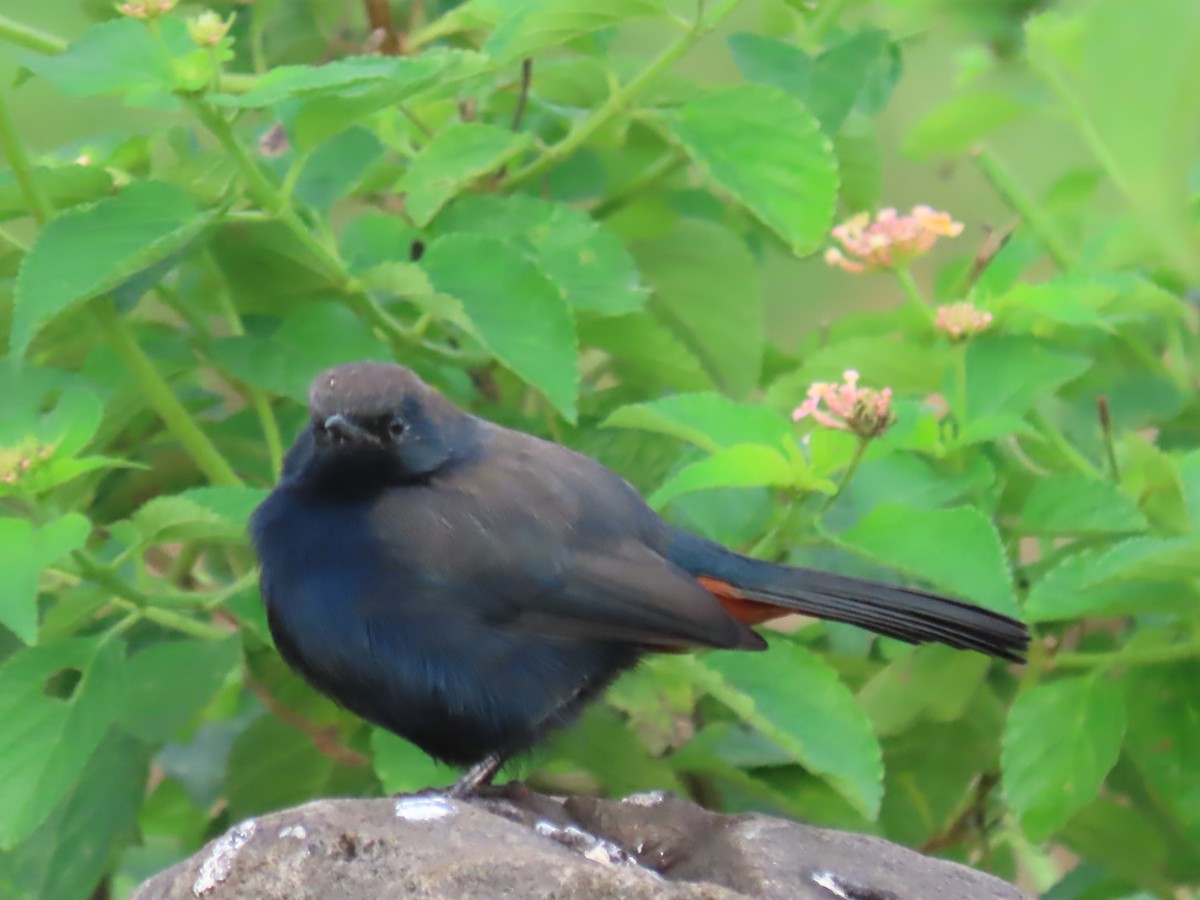 Indian Robin - ML624247393