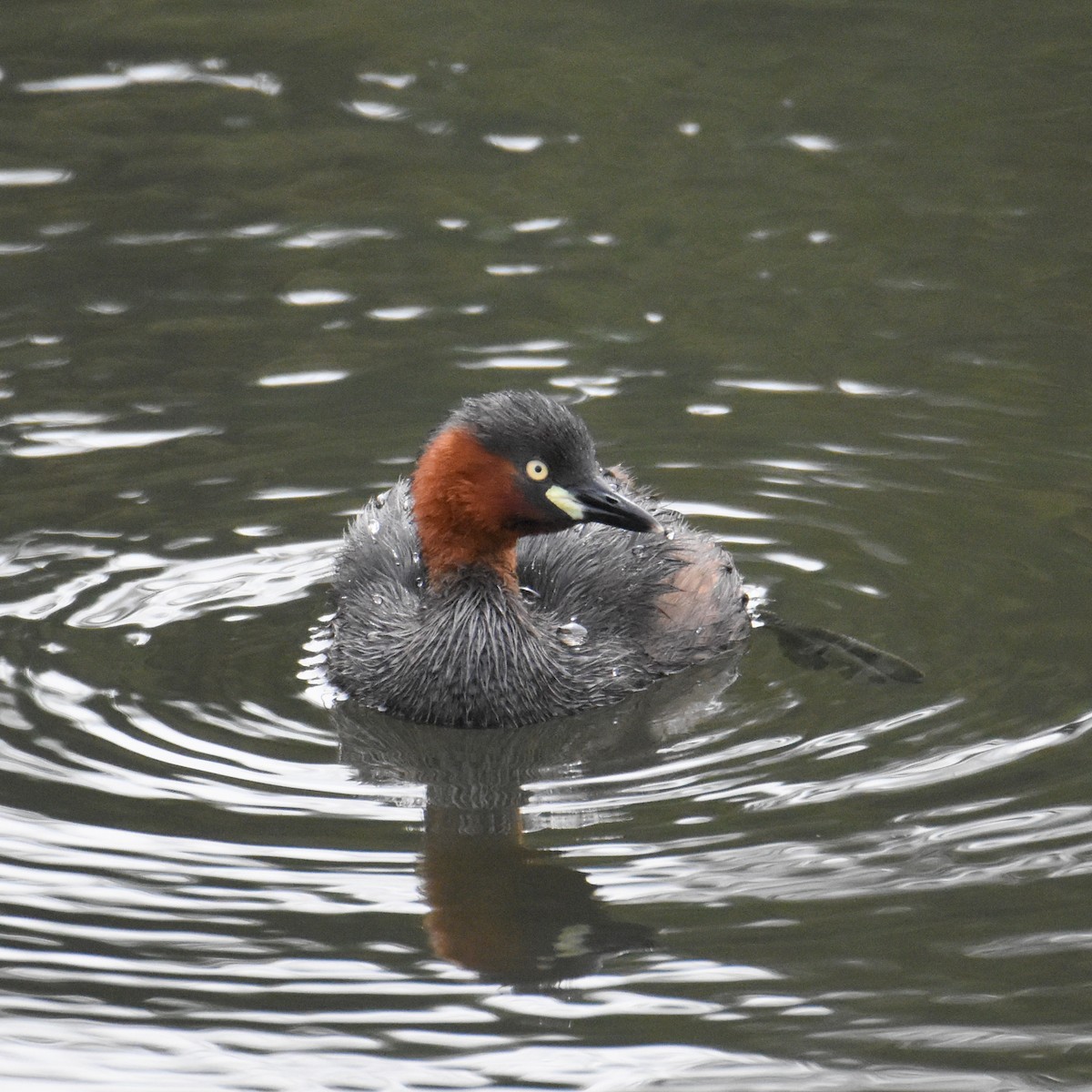 Little Grebe - kenta Taka