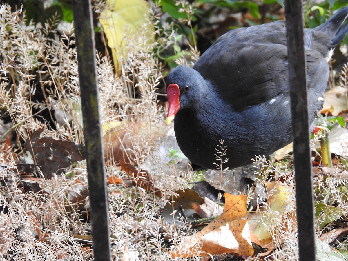 Eurasian Moorhen - Laura Mae