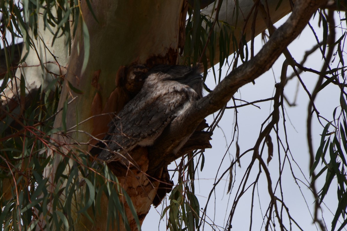 Tawny Frogmouth - Michael Nikulin