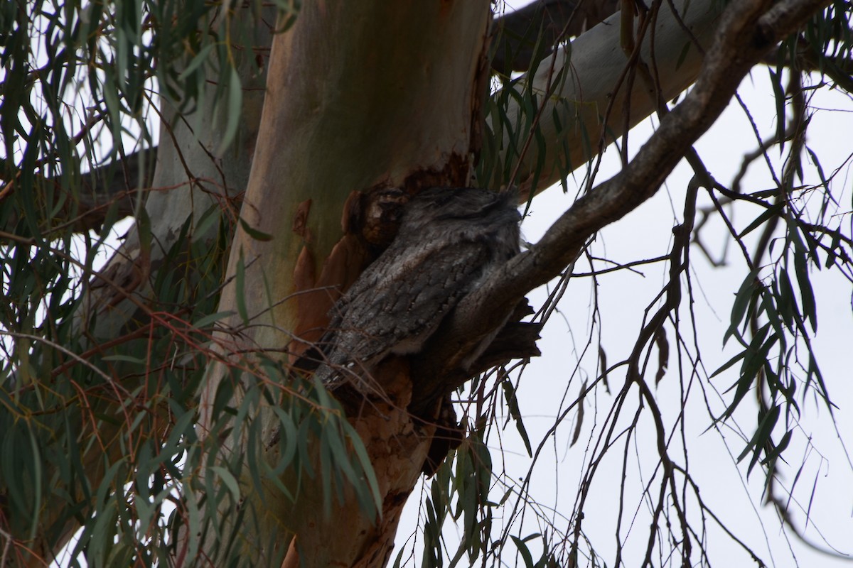 Tawny Frogmouth - ML624247423