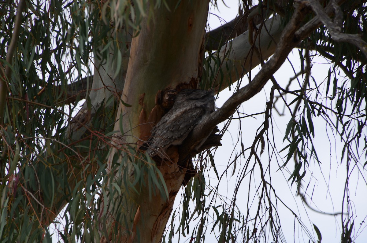 Tawny Frogmouth - ML624247424