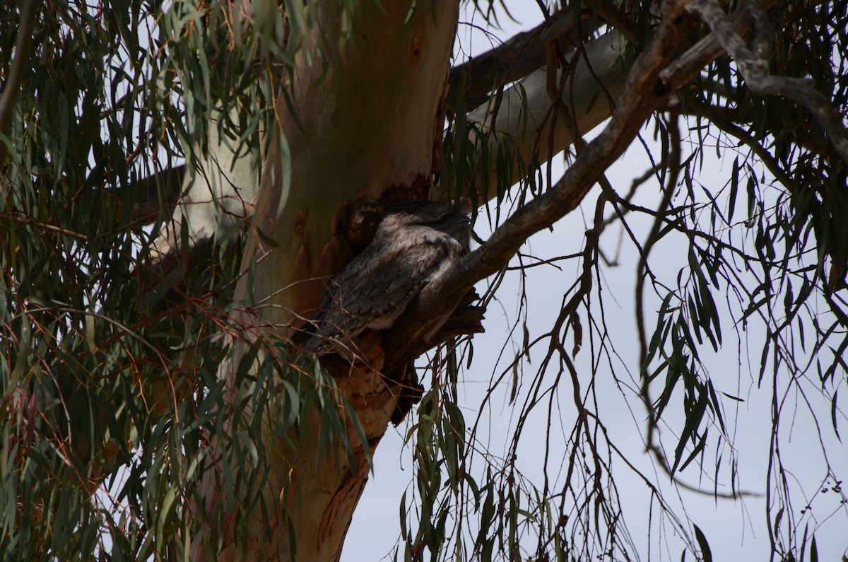 Tawny Frogmouth - ML624247425