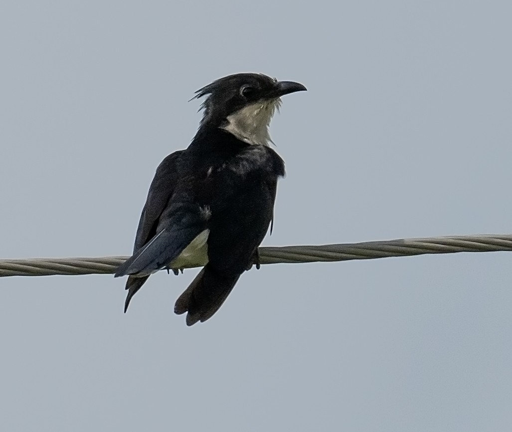 Pied Cuckoo - jaysukh parekh Suman