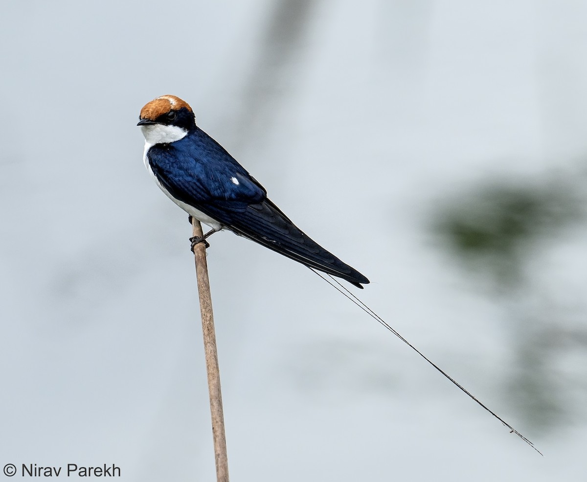 Wire-tailed Swallow - ML624247445