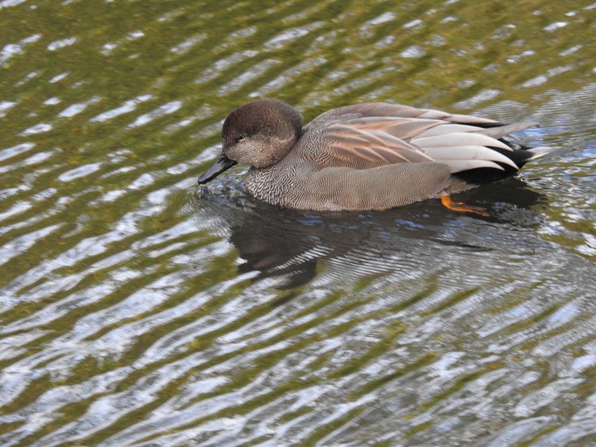 Gadwall - Laura Mae