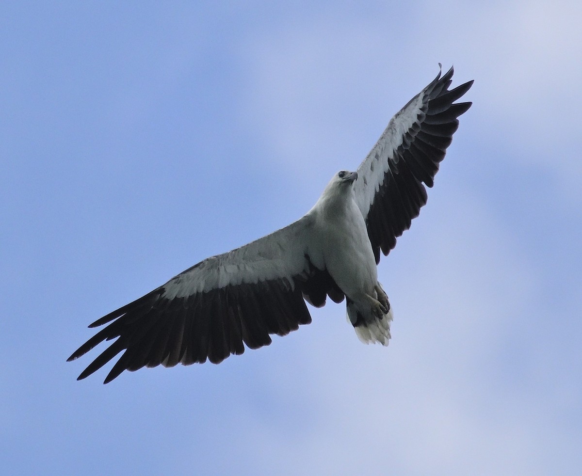 White-bellied Sea-Eagle - ML624247461