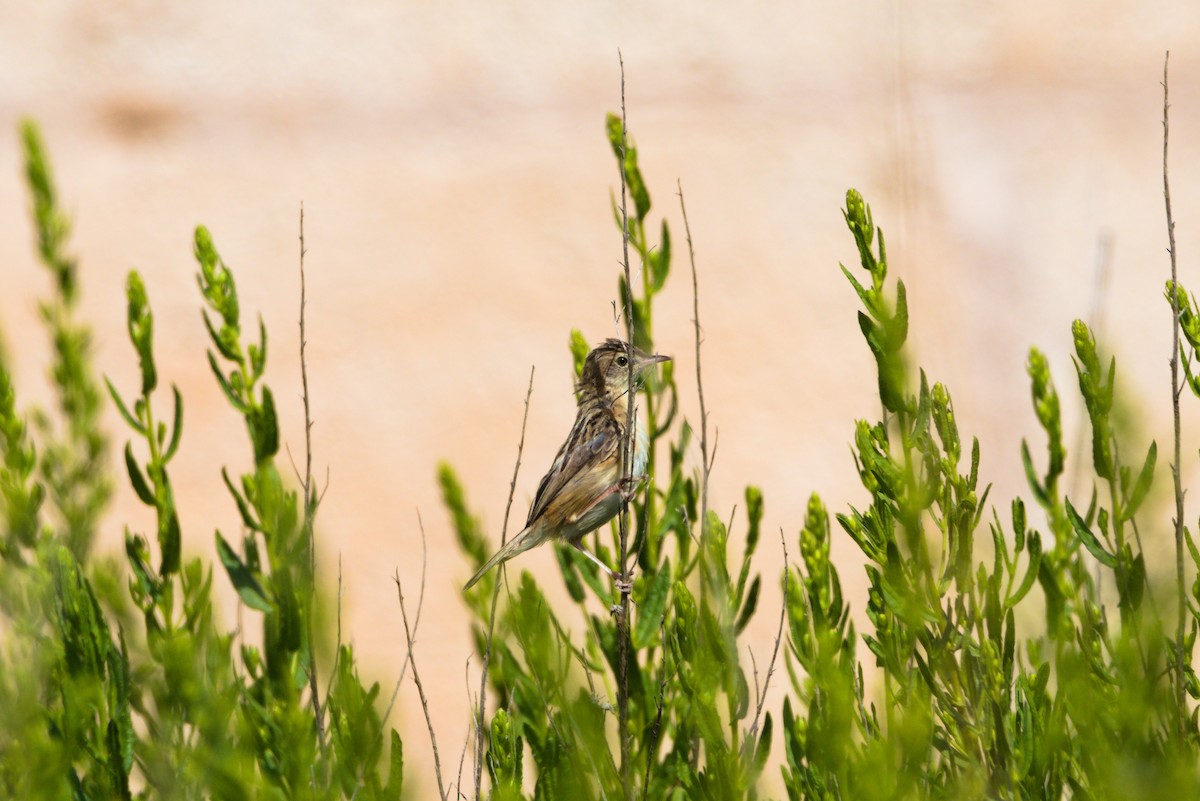 Zitting Cisticola - ML624247462