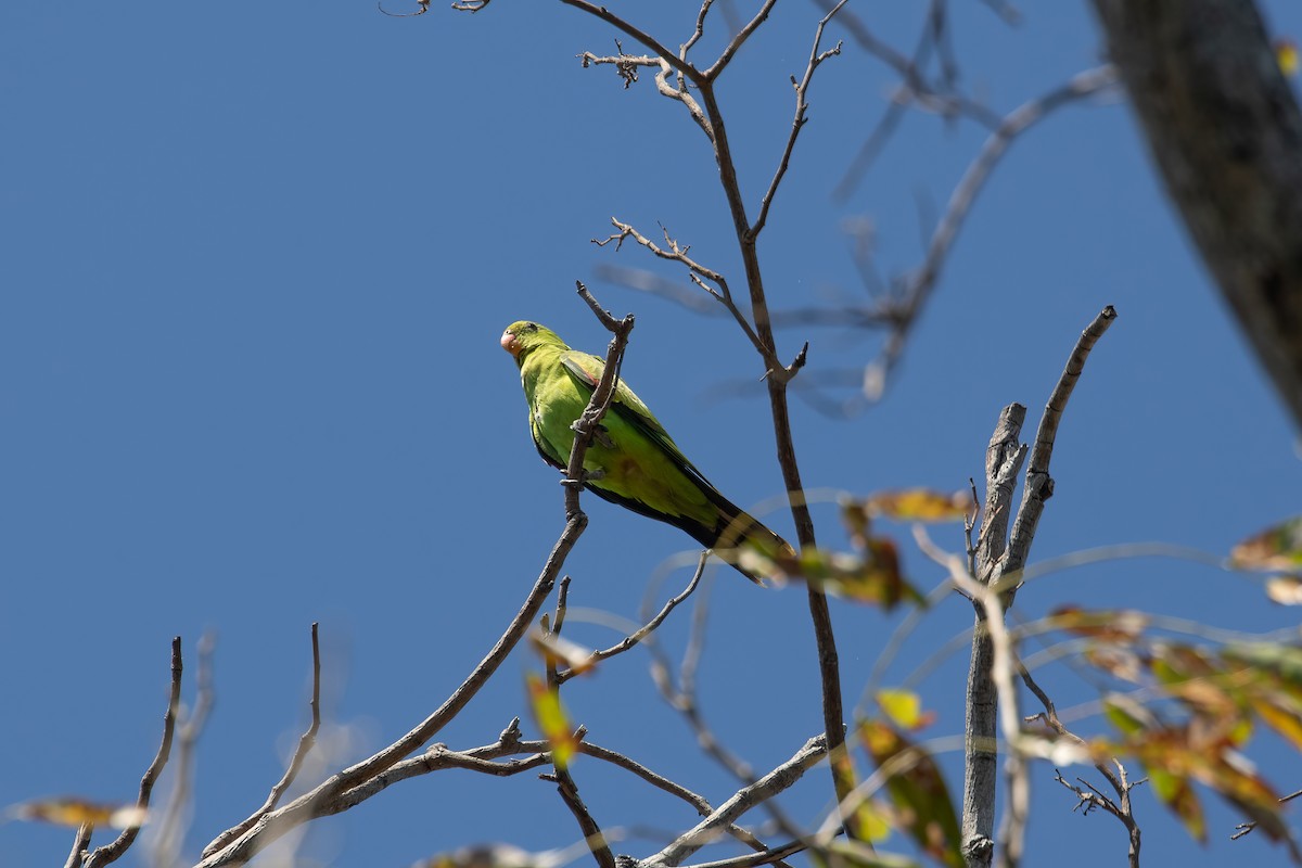 Red-winged Parrot - ML624247463