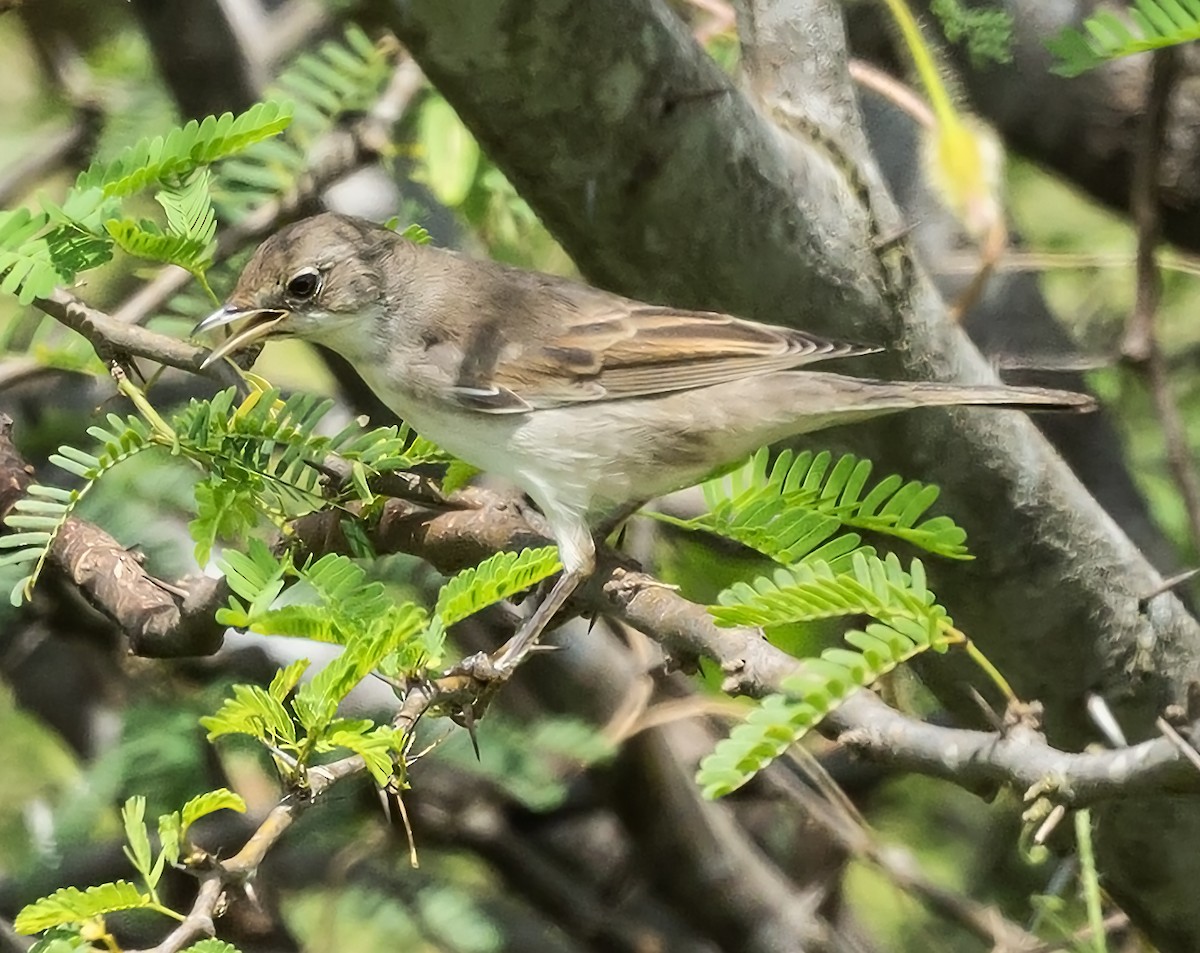 Greater Whitethroat - ML624247466