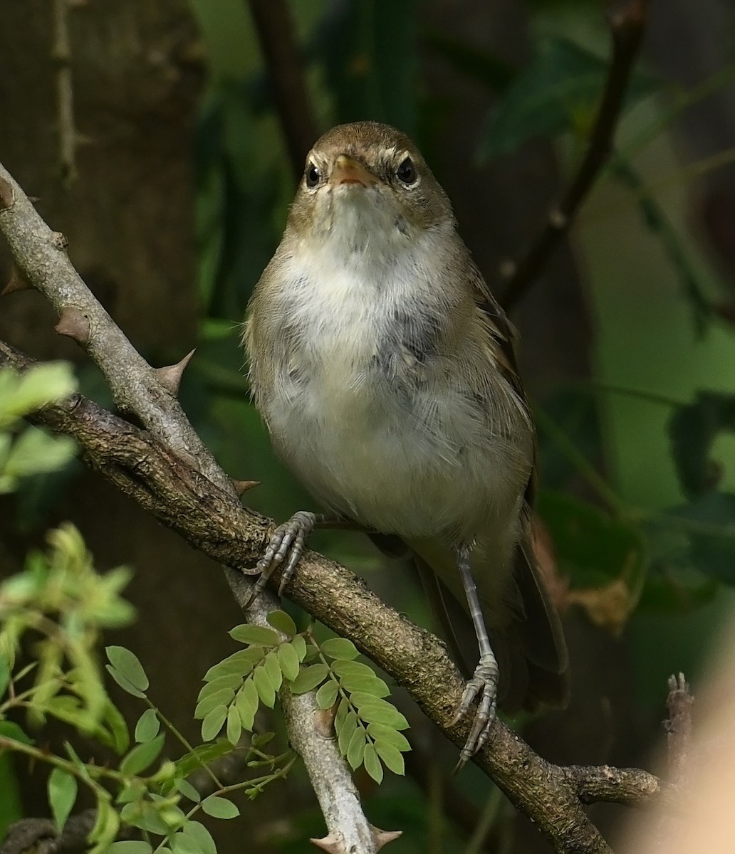 Greater Whitethroat - ML624247467