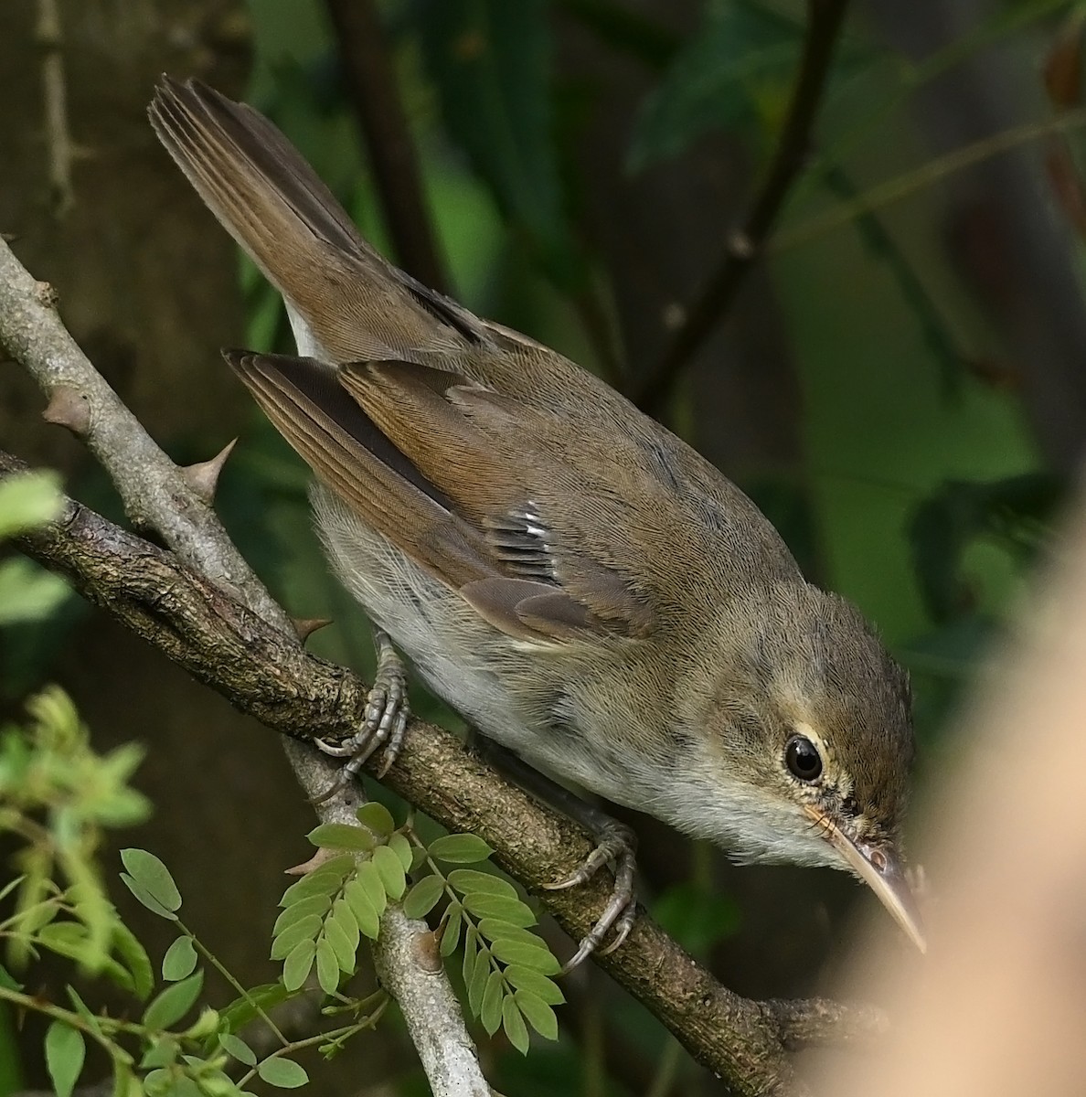 Greater Whitethroat - ML624247468