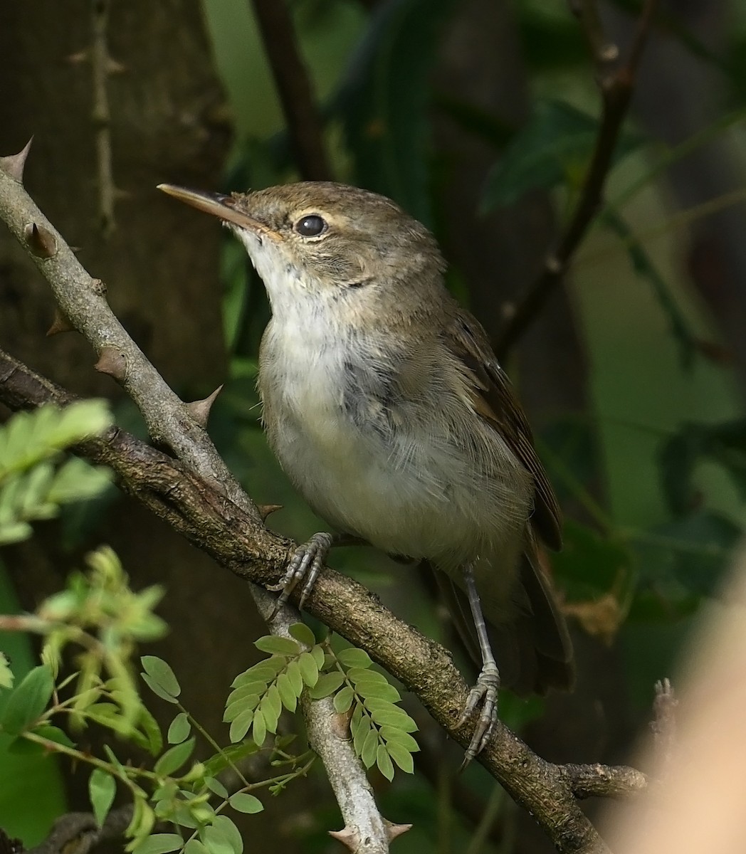 Greater Whitethroat - ML624247469