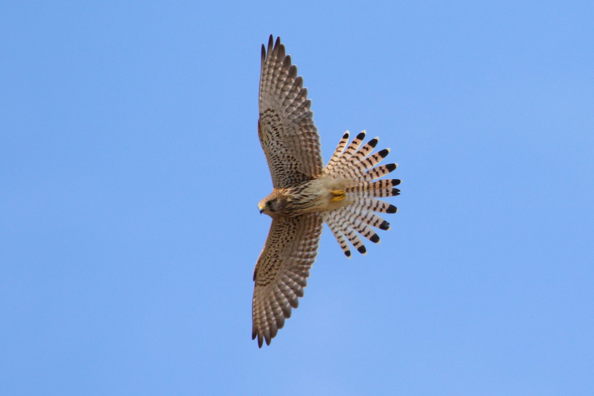 Eurasian Kestrel - ML624247470