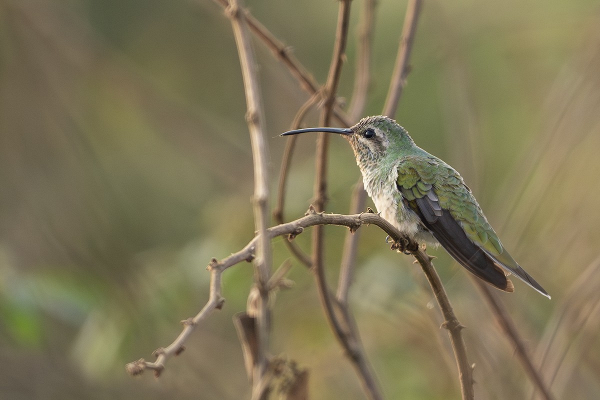 White-tailed Goldenthroat - ML624247475