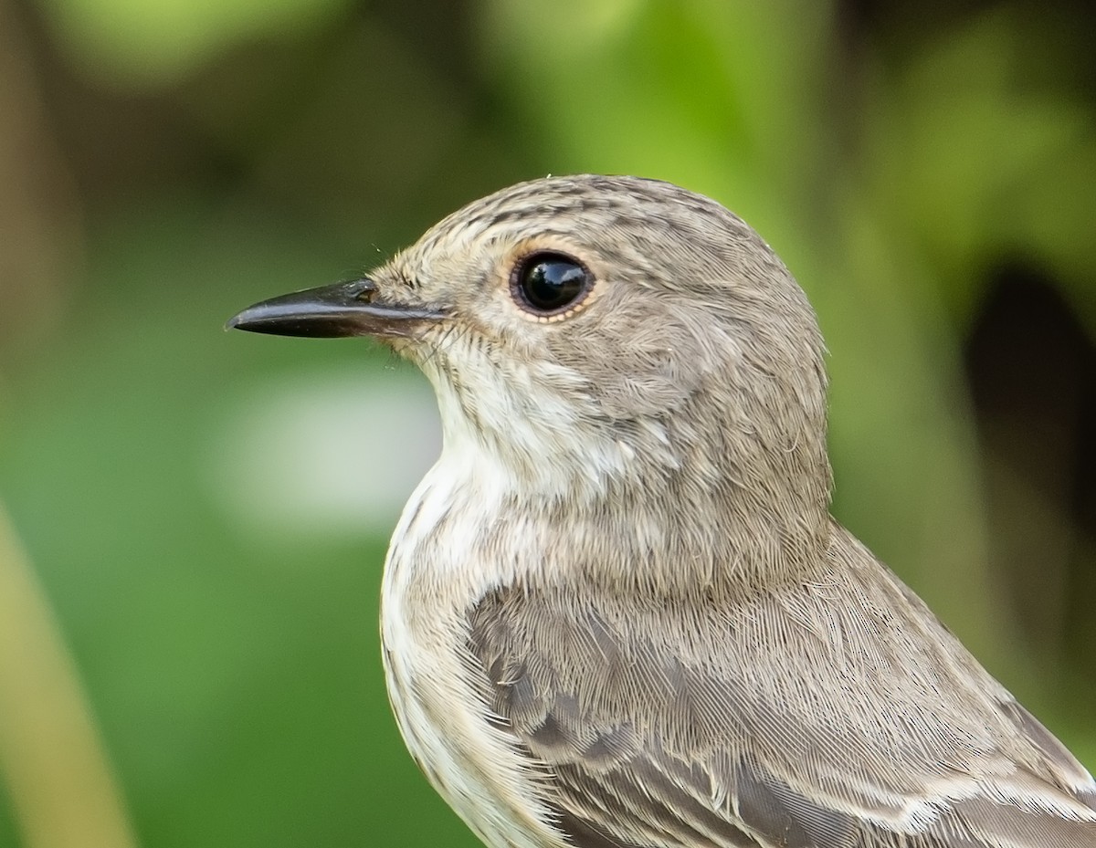 Spotted Flycatcher - ML624247476