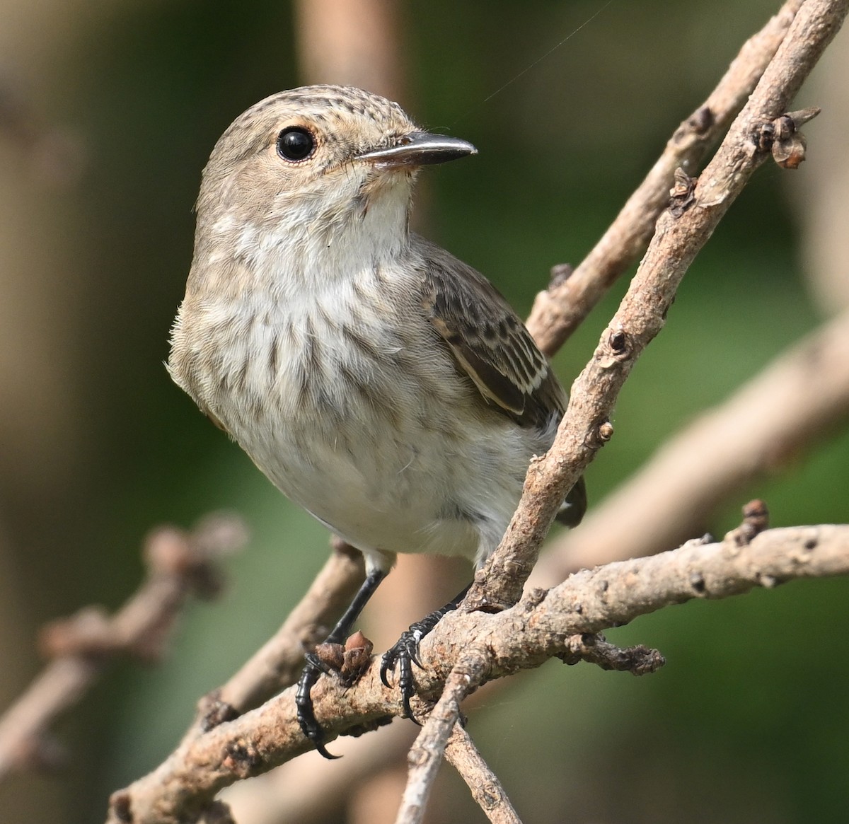 Spotted Flycatcher - ML624247478