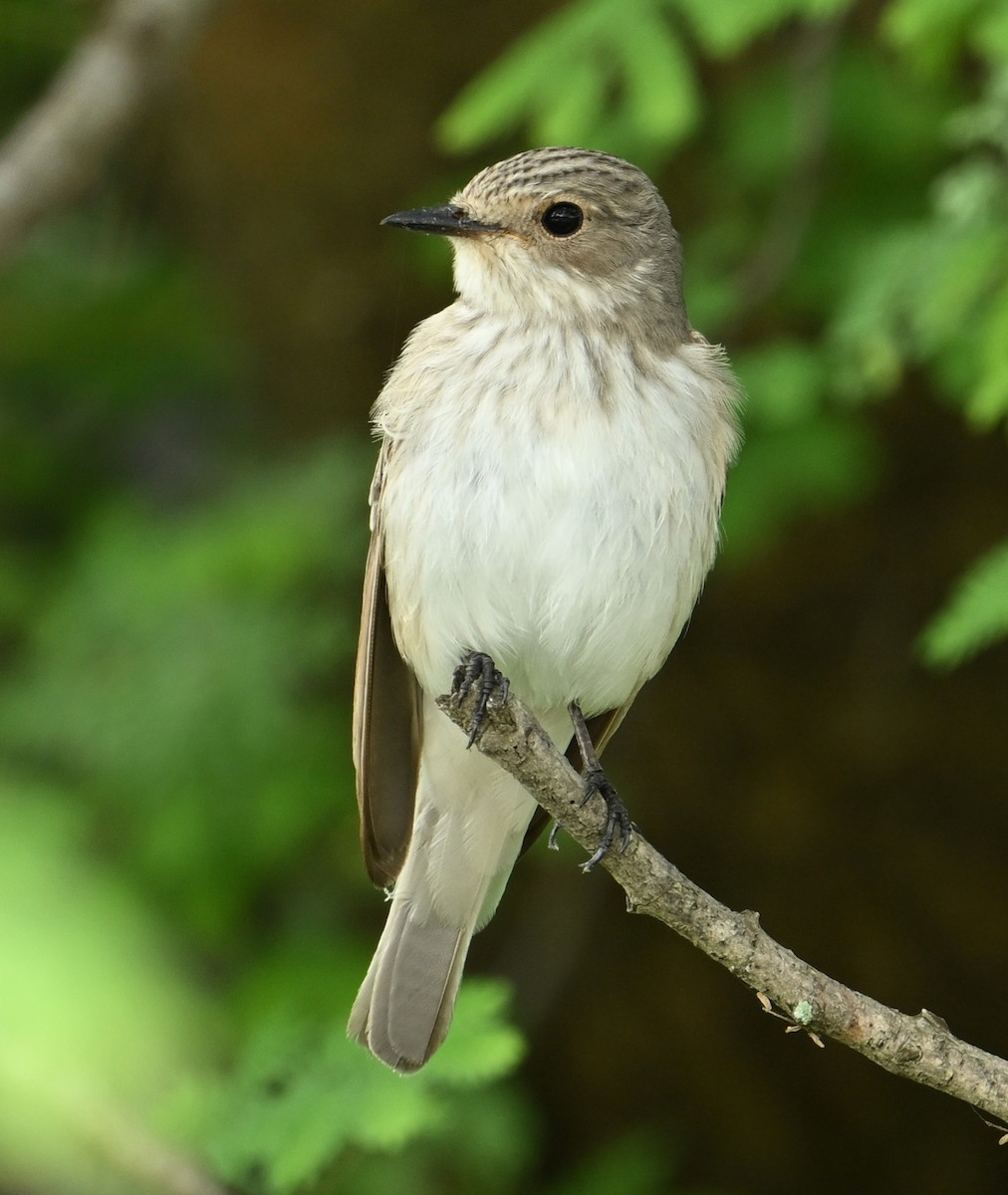 Spotted Flycatcher - ML624247479