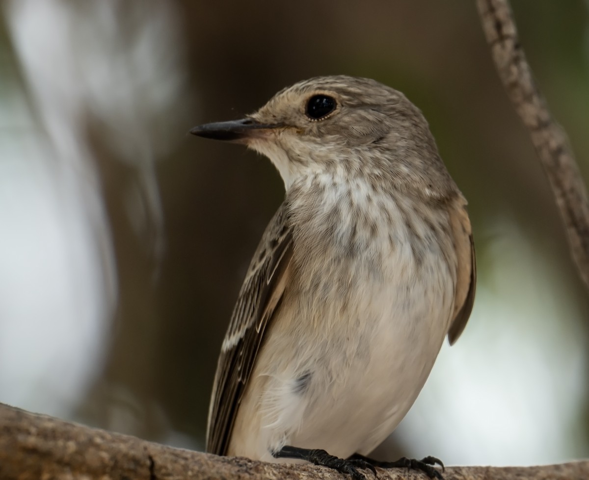 Spotted Flycatcher - ML624247481