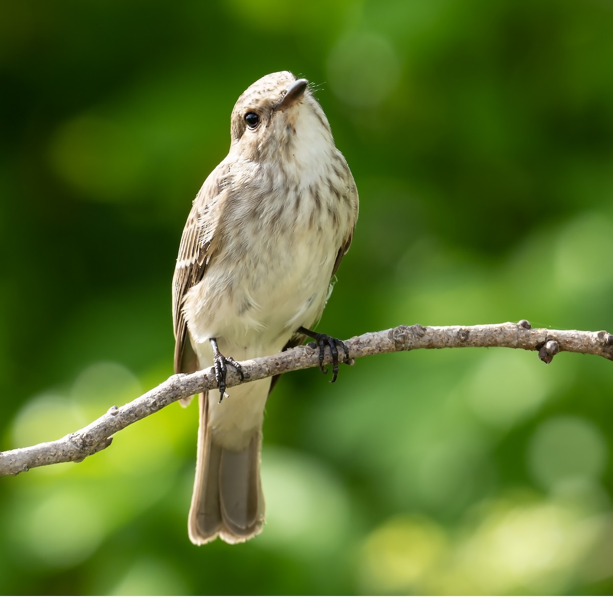 Spotted Flycatcher - ML624247483