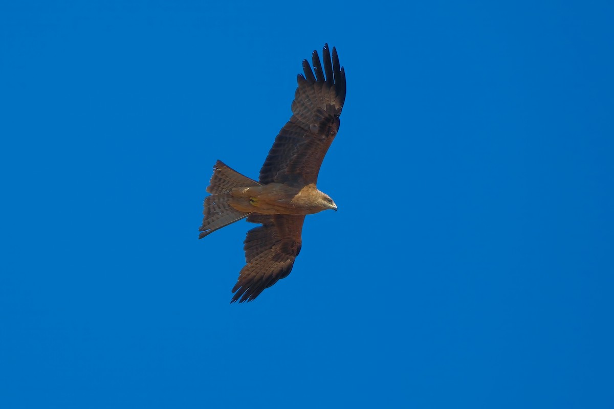 Black Kite - Adrian Brooks