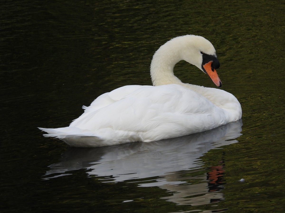 Cygne tuberculé - ML624247487