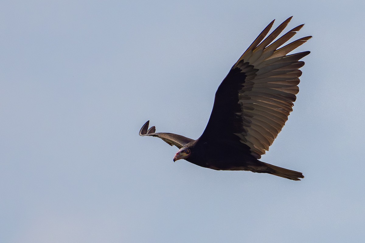 Lesser Yellow-headed Vulture - ML624247488