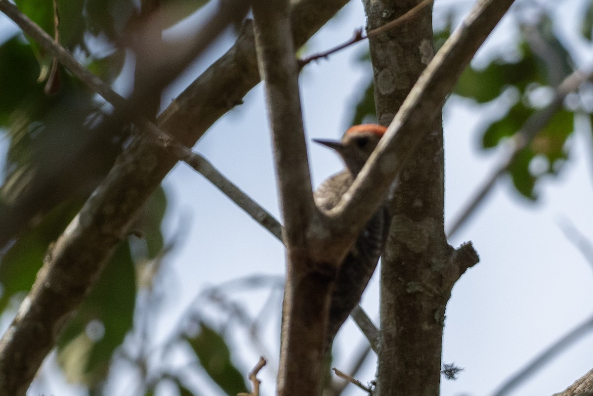 Little Woodpecker - ML624247489