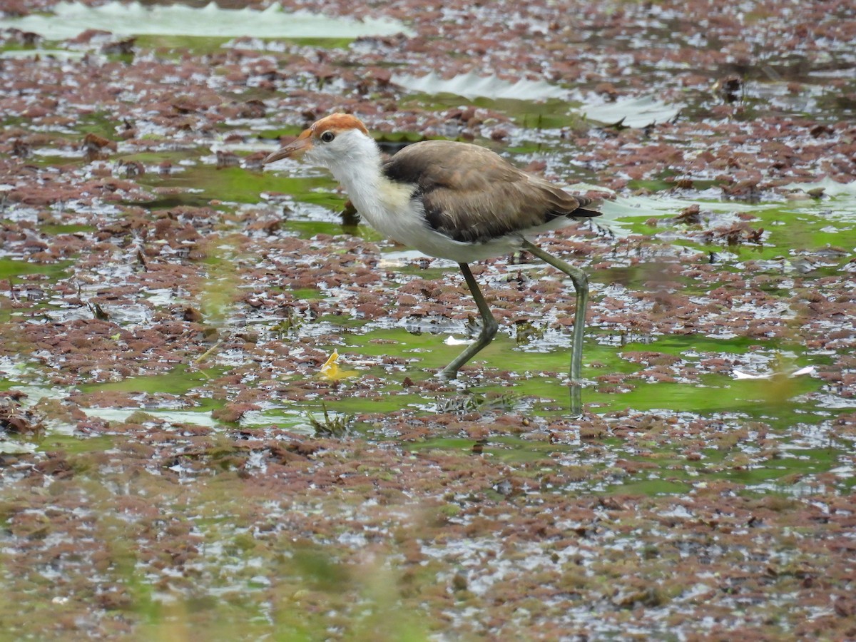 Comb-crested Jacana - Kerry Vickers