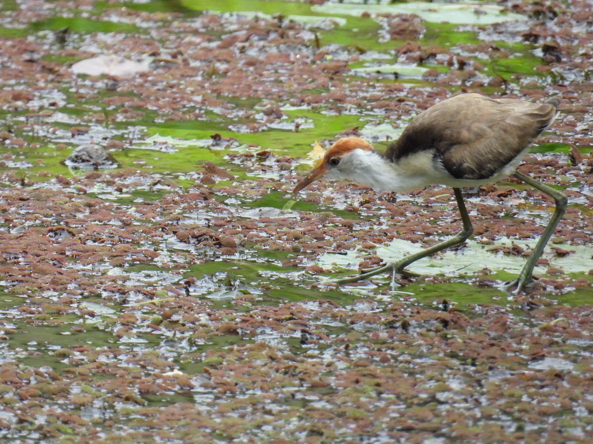 Jacana à crête - ML624247496