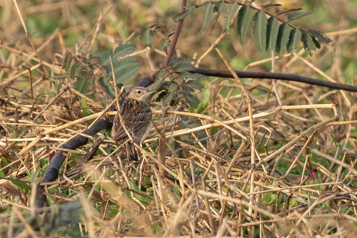 Pipit jaunâtre - ML624247500