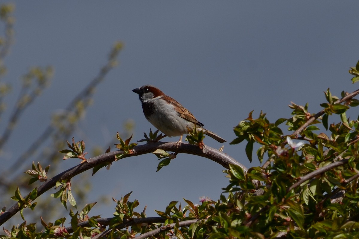 Moineau domestique - ML624247504