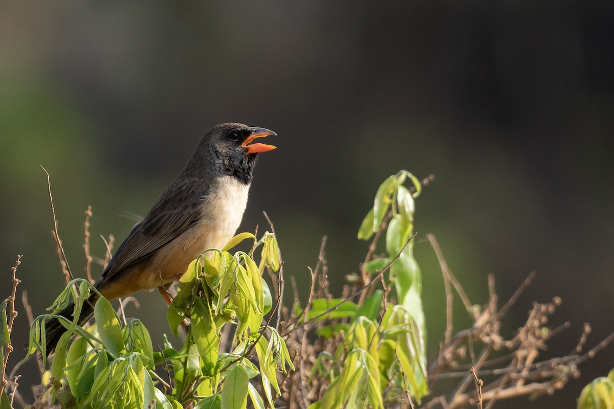 Black-throated Saltator - ML624247556