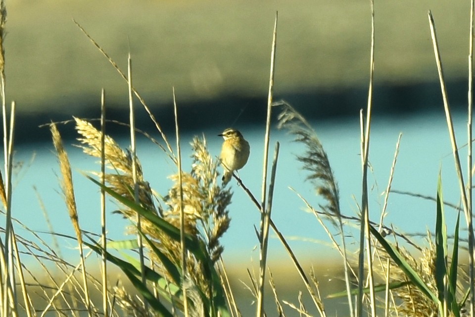 Whinchat - ML624247576