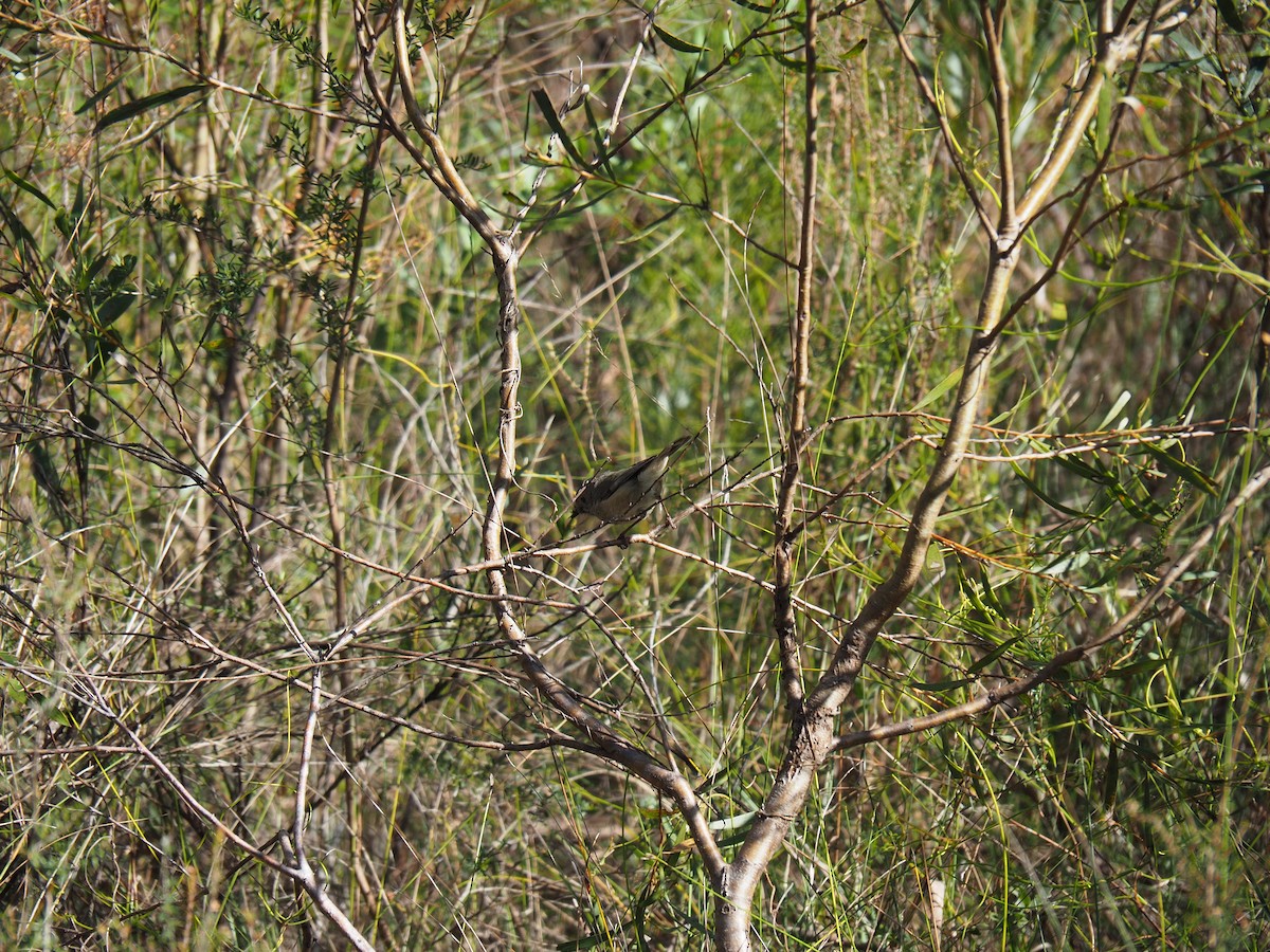 Brown Thornbill - ML624247586