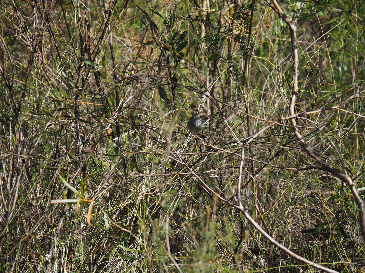 Brown Thornbill - ML624247587